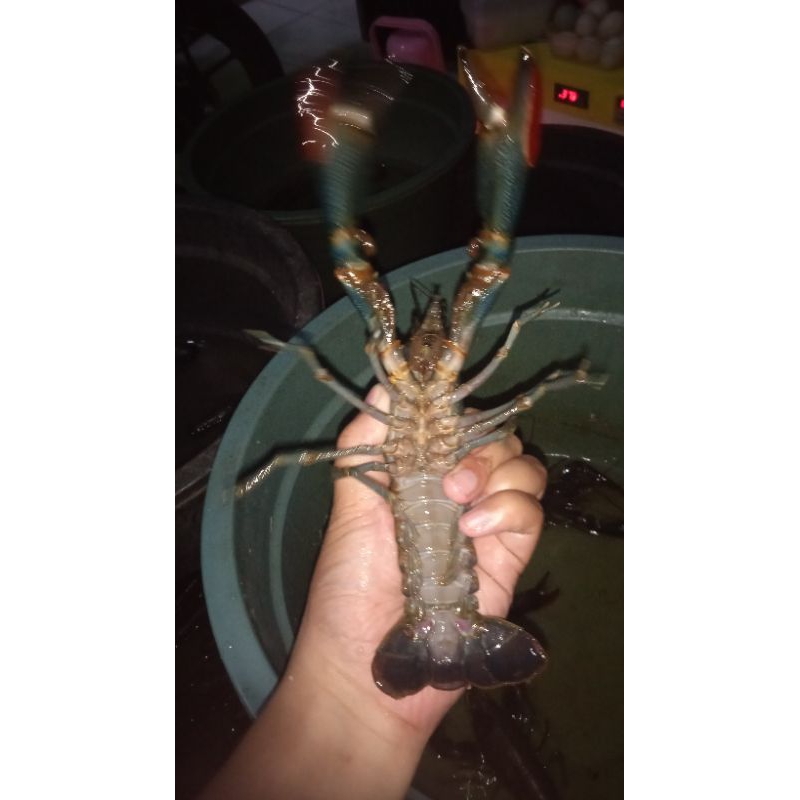 

lobster air tawar untuk konsumsi