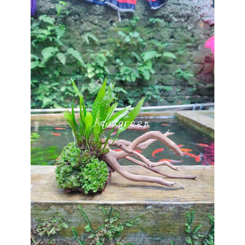 Batu lavarock moss variasi akar rasamala hiasan aquarium