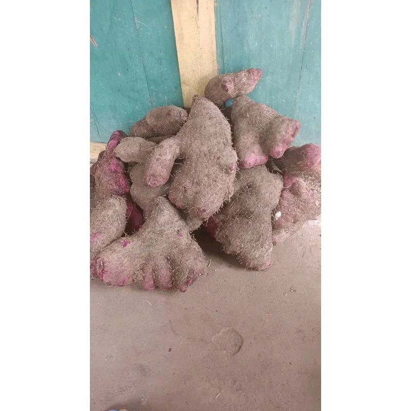 

Uwi ungu / ubi ungu fresh 1kg