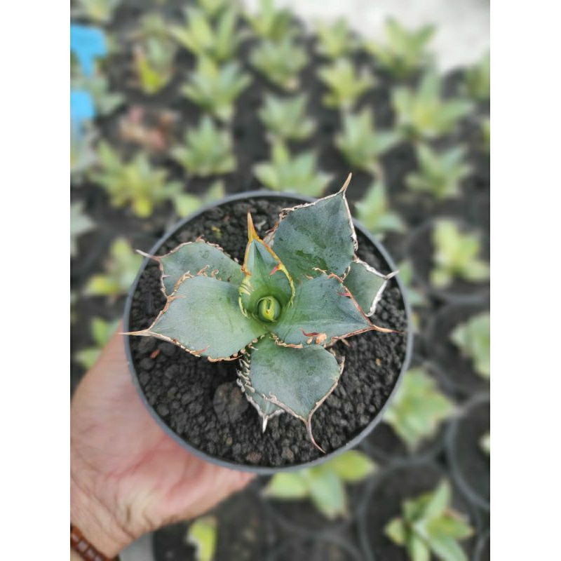 agave titanota fo