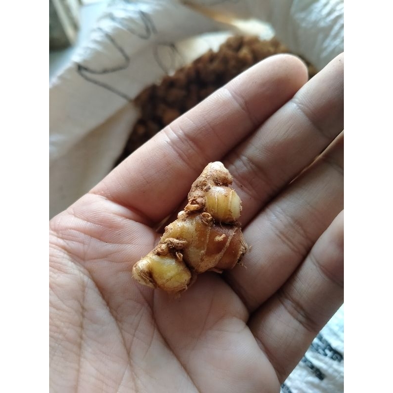 

KENCUR SEGAR 1 KG // HASIL ALAM SARIKUNING, MAJALENGKA