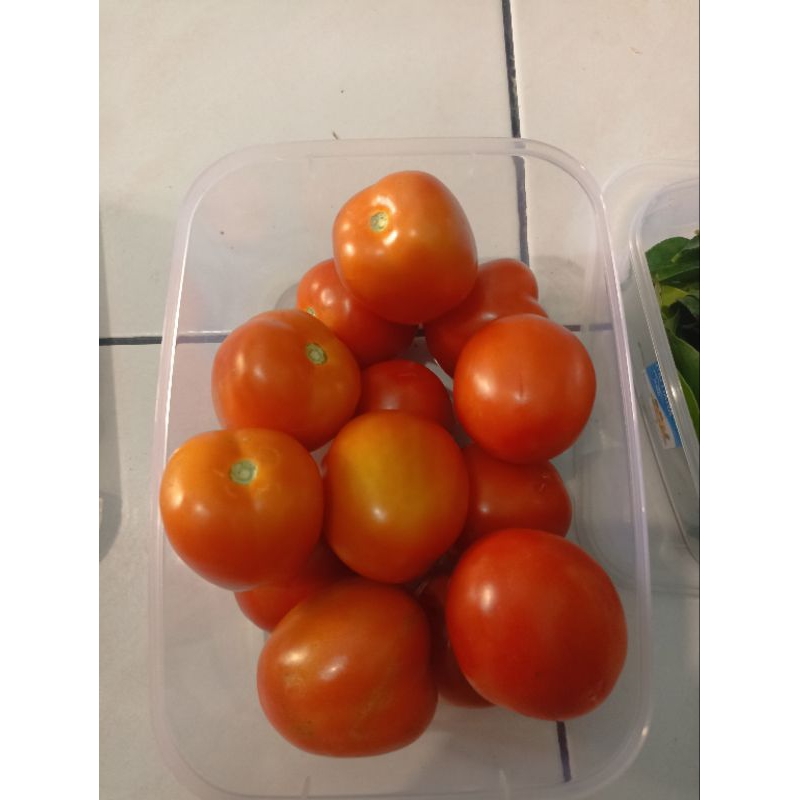 

Tomat segar order H+1 pesan hari ini besok di kirim