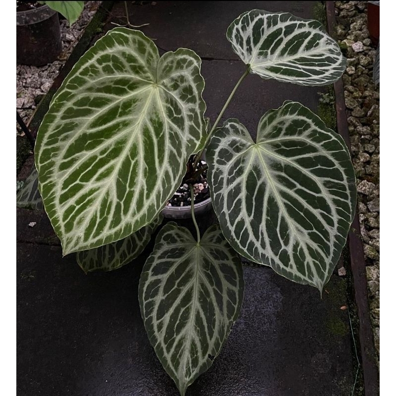 Anthurium Silver Tiger-Tanaman Hias Anthurium Silver Tiger 3-4 Daun