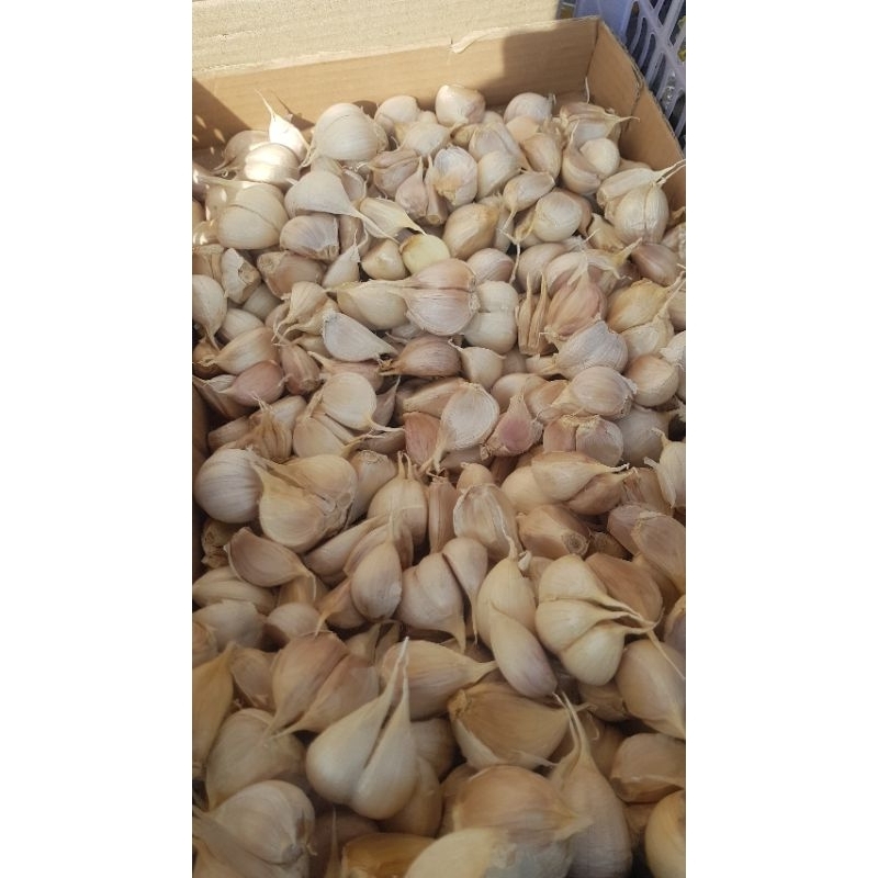 

Bawang Kating