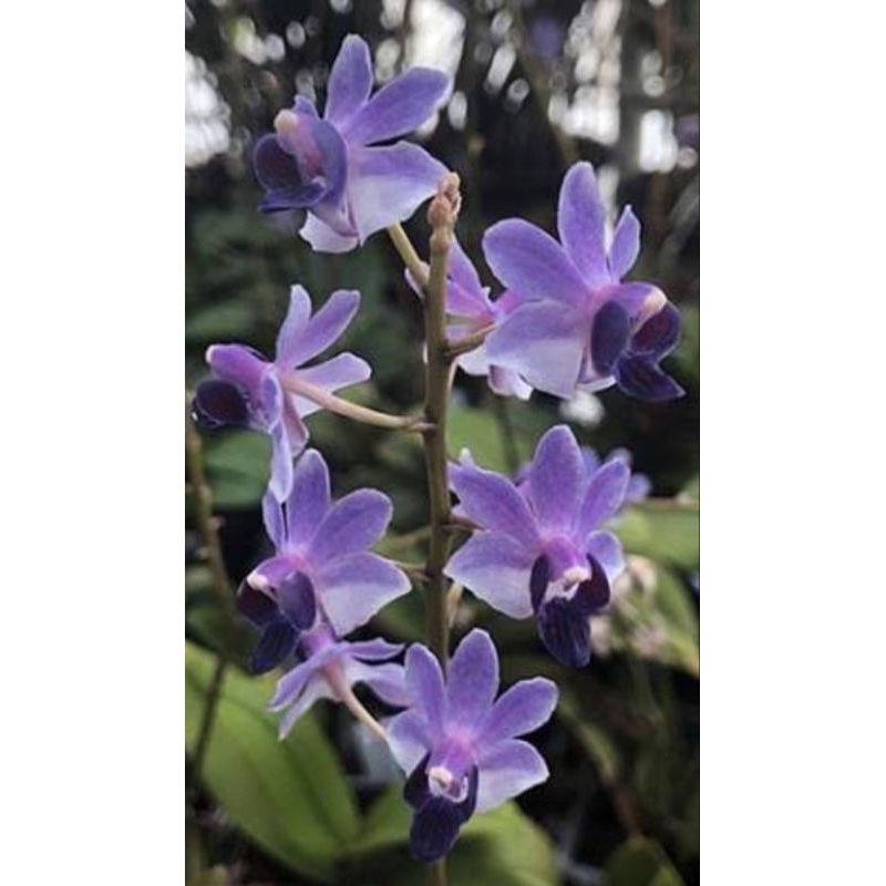 Doritis blue
