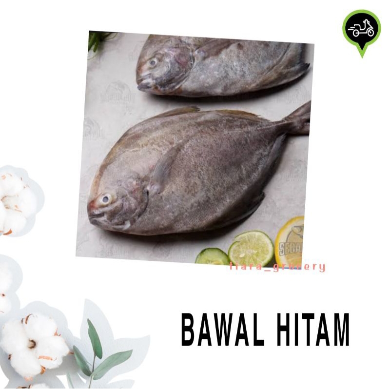 

Ikan bawal hitam