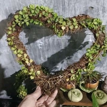 Tanaman million hearts love