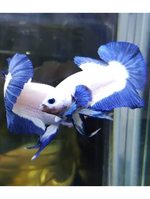 Plakat PK BlueRim Blue Rim Bicolor