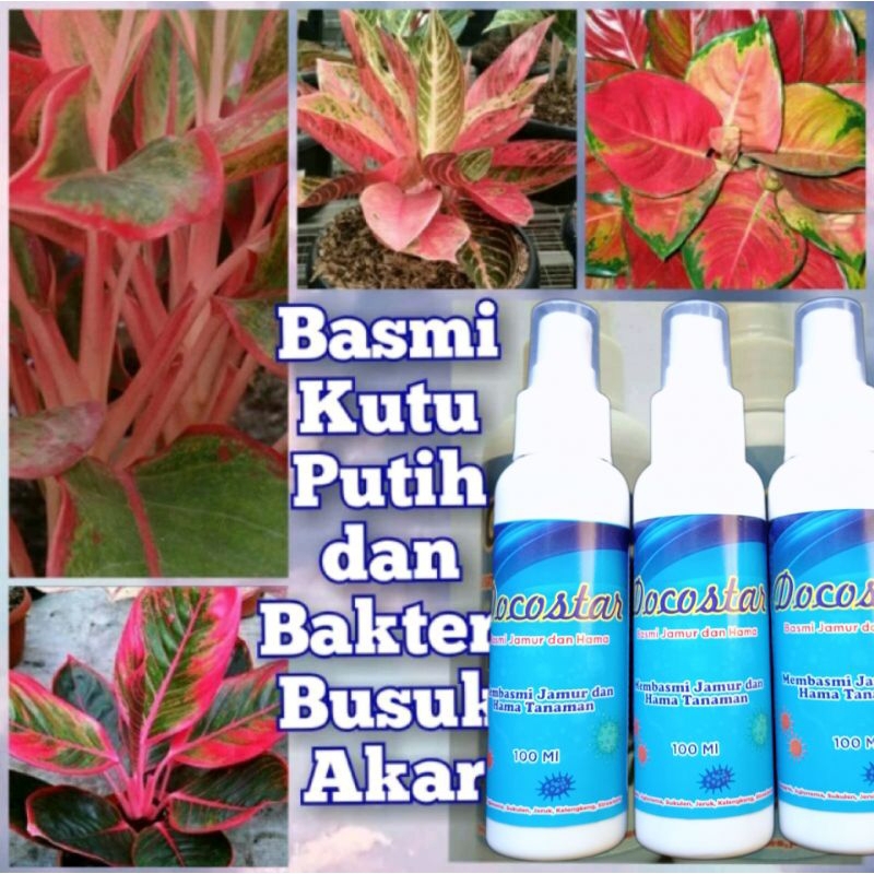 Docostar Fungisida Tanaman Hias Aglonema