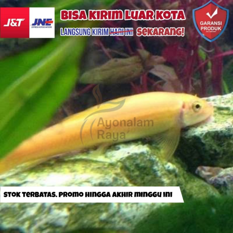 Ikan Hias Cae Alga Eater - Ikan Pemakan Lumut dan Kotoran Aquascape