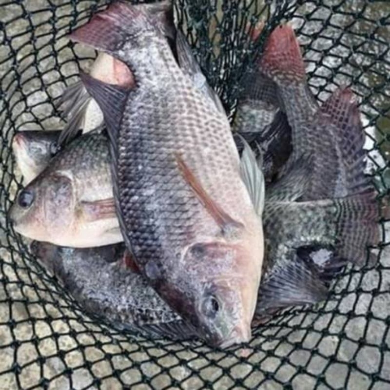 

Ikan Mujaer Fresh / Bukan frozen