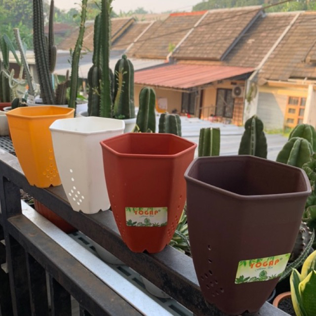 pot yogap 10 cm LUSINAN