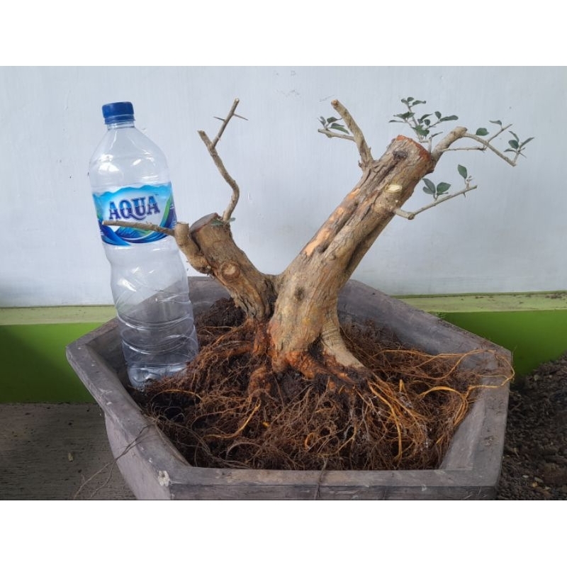 bahan bonsai sisir akar keliling