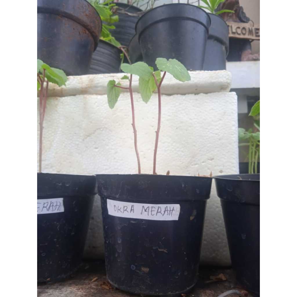 Tanaman Okra Merah F1 Berkualitas