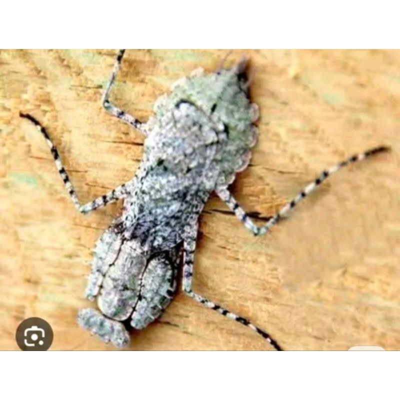 Belalang Gonatista Grisea Cencorang Pohon Coklat Sembah Murah Hidup