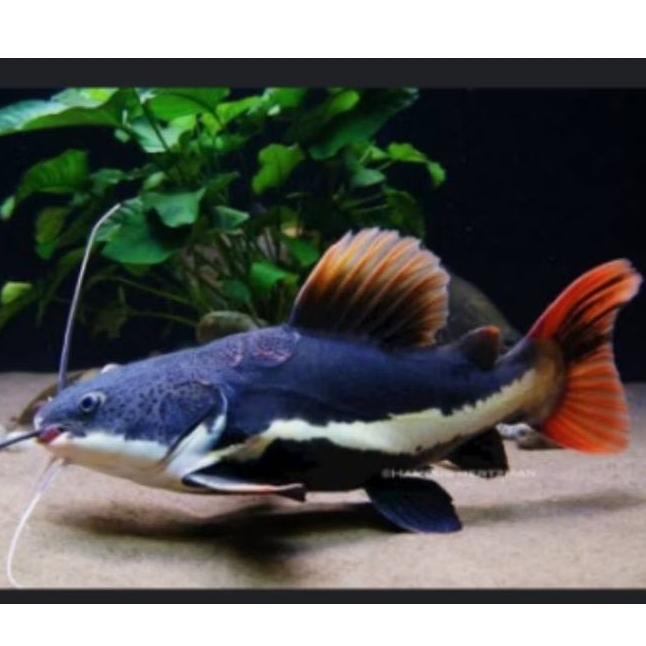 RTC / Red Tail Catfish