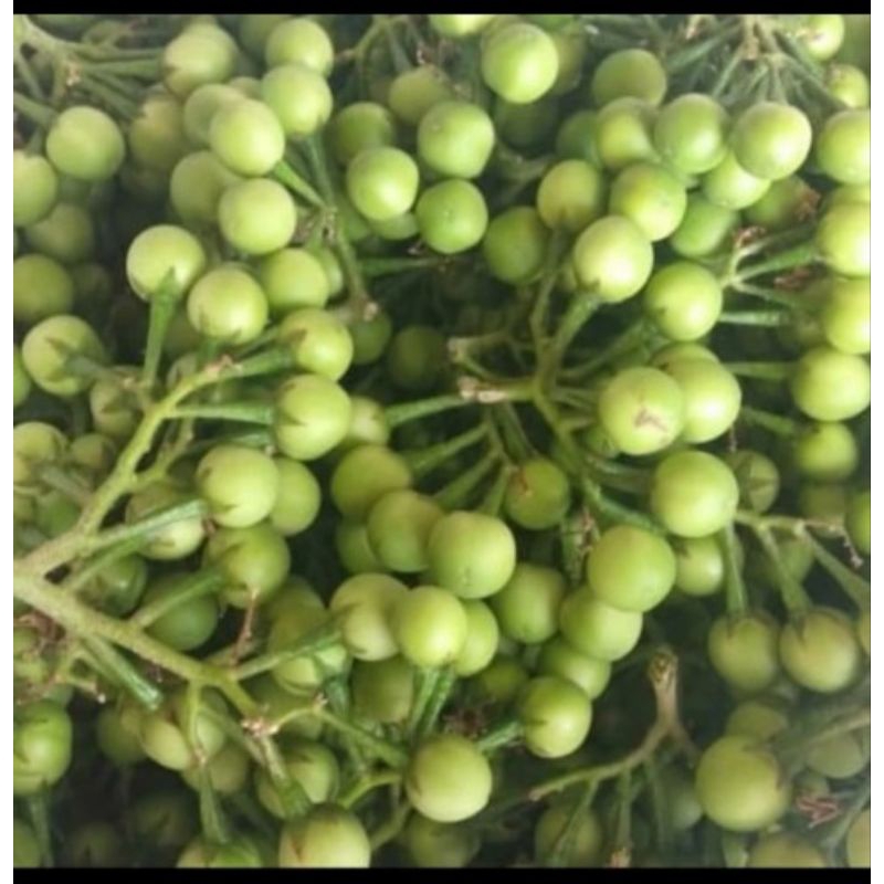 

Buah Rimbang atau Takokak
