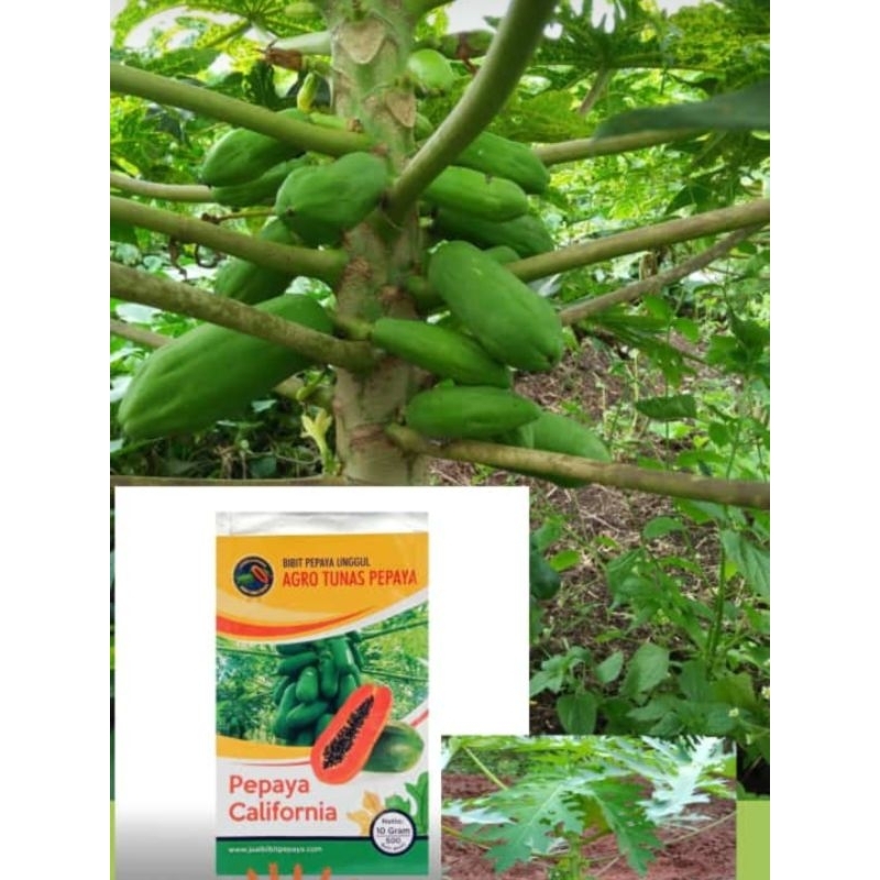 BIBIT PEPAYA CALIFORNIA/ CALINA