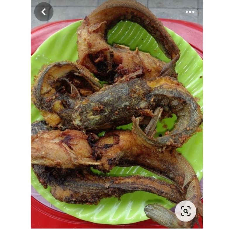 

ikan lele alvin,jumbo ngeri kali