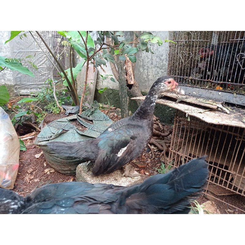 

Kuyuk -Entok/Entog- [Betina/Biang Dewasa] (Hidup) "Bebek Manila