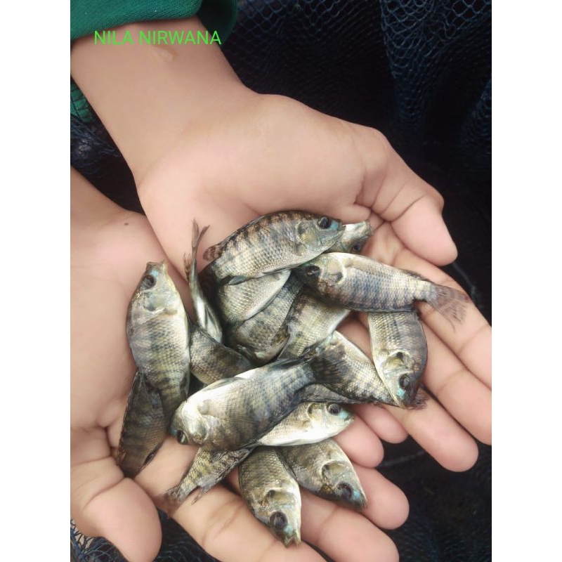 Benih  nila  hitam  nirwana 3 paket 1000 + bonus 100 ekor