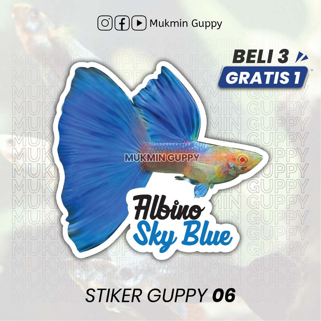 

Stiker Guppy (24) Albino Sky Blue