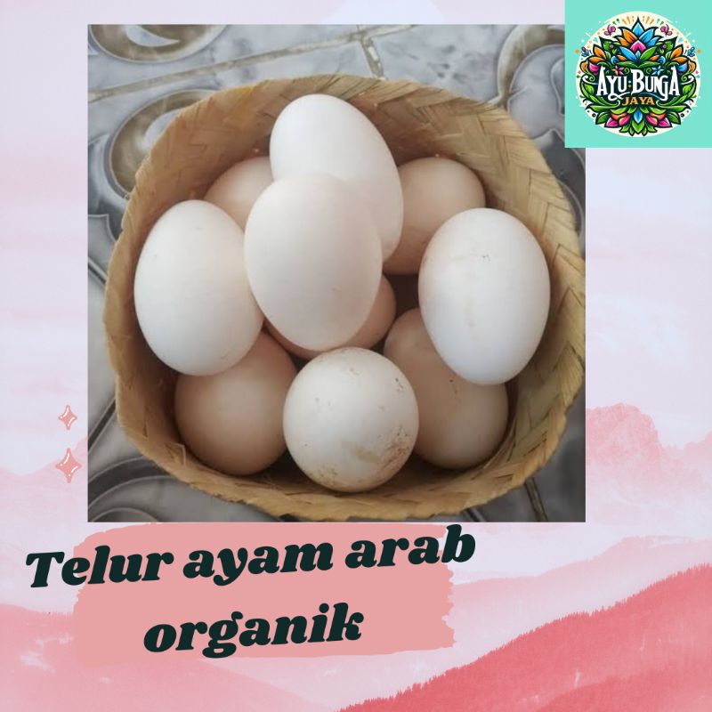 

TELUR AYAM ARAB/ORGANIK/GARANSI