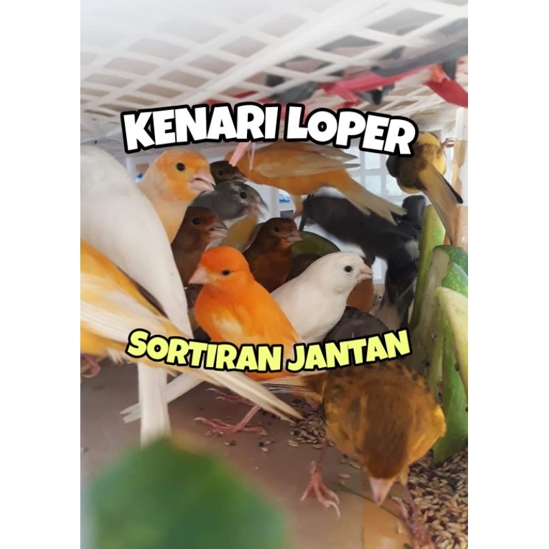 KENARI LOPER ALL VARIANT GARANSI JANTAN