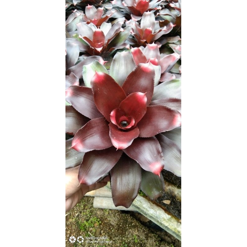 Tanaman bromelia black mamba/Tanaman hias bromelia