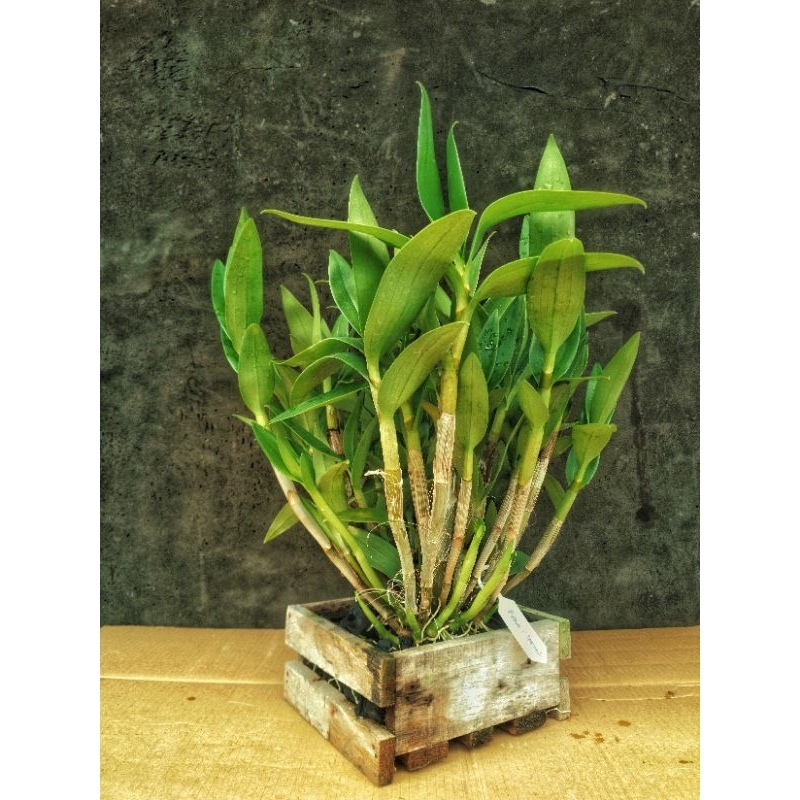 Dendrobium Nafisa Nasifa | Bigibbum x Spectabile | Intersection Hybrida | Anggrek Koleksi | Real Pla