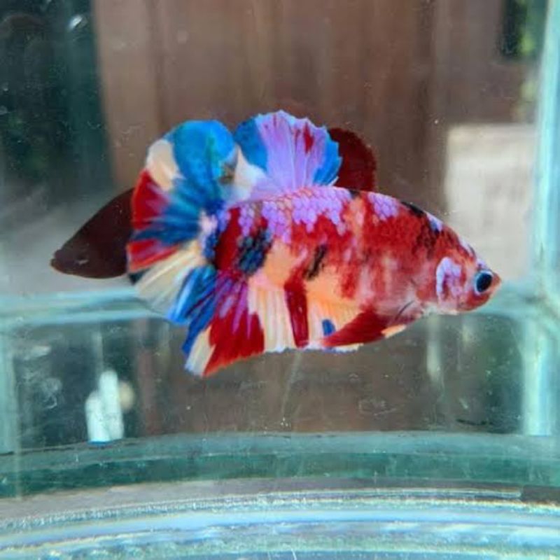 cupang plakat nemo male warna