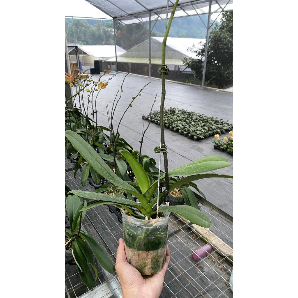 Bibit Anggrek Bulan Spike V3