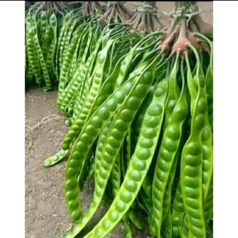 

PETE SUPER PANJANG HARGA PERPAPAN