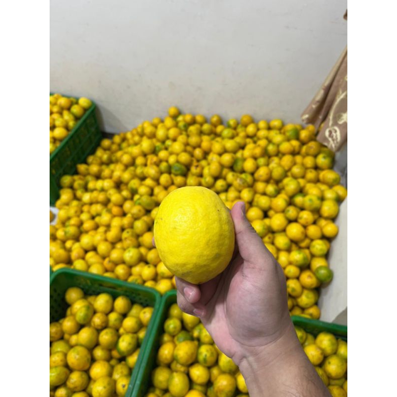

Jeruk California sortir 1 Kg