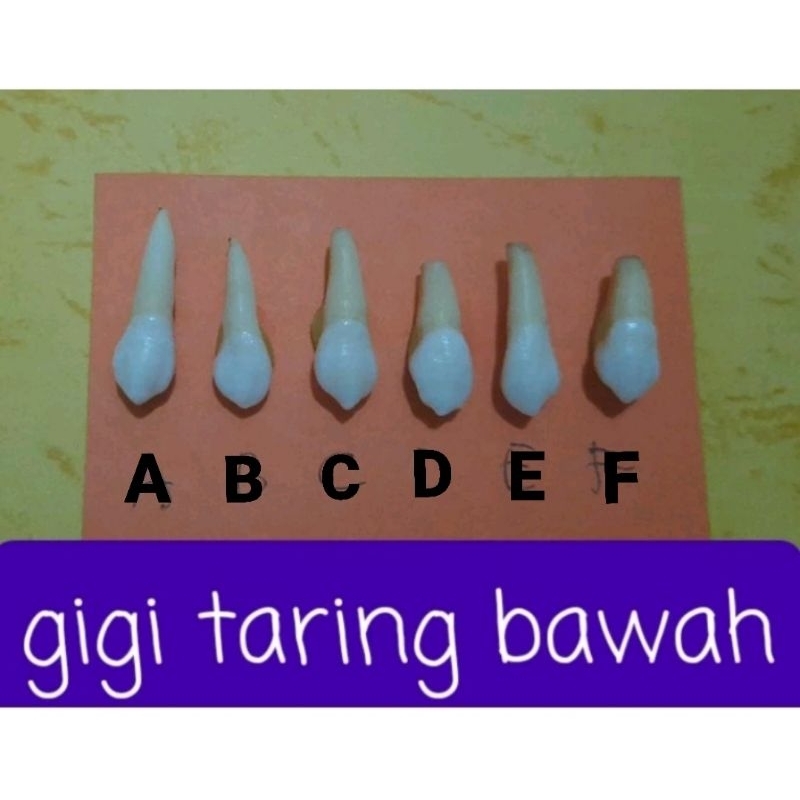 GIGI TARING BAWAH/CANINUS/gg ke3 RB ( gigi asli/praktikum kedokteran gigi)