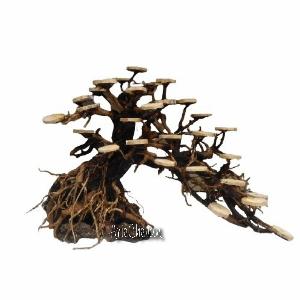 bahan pohon bonsai doyong besar 30cm untuk akuarium aquascape belum termasuk moss