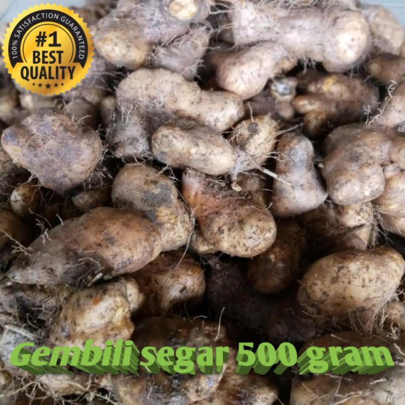 

GEMBILI SEGAR 500 GRAM