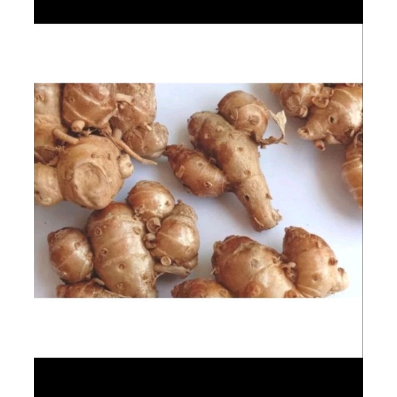 

Kencur/Cikur segar 1 kg