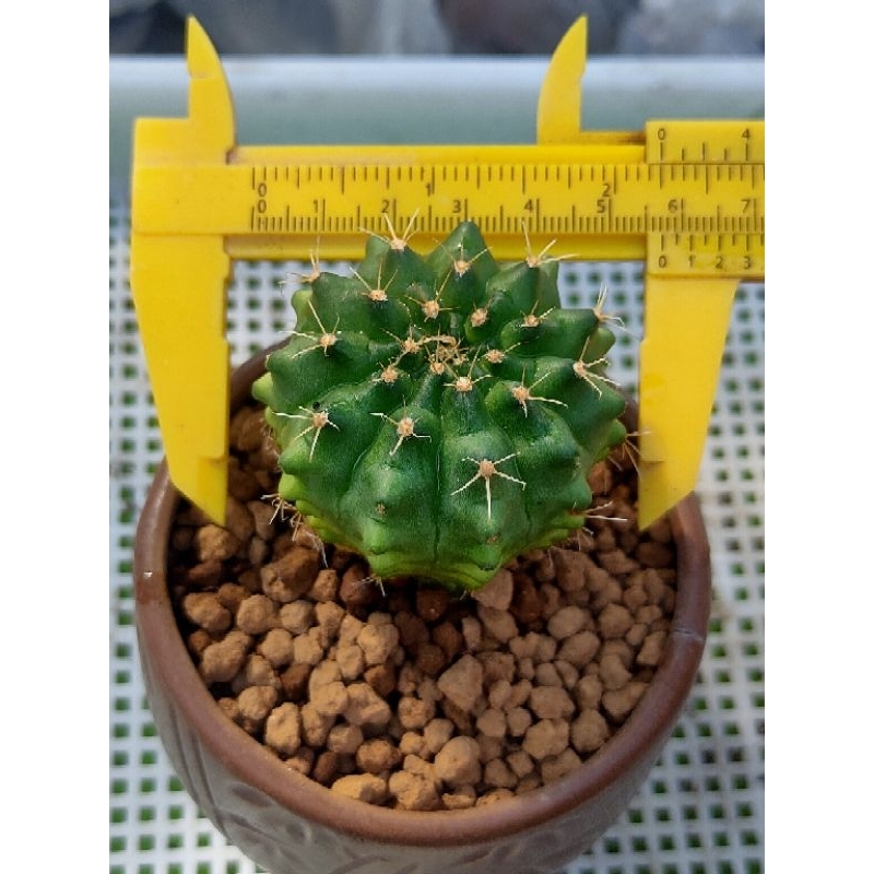 GYMNO MARBLE STARSHAPE BODY UNIK//KAKTUS//KAKTUS MURAH//KAKTUS HIAS//KAKTUS LUCU//KAKTUS MINI//KAKTU