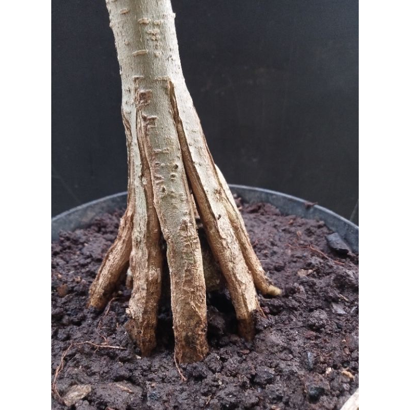 Anting Putri bahan pecah batang