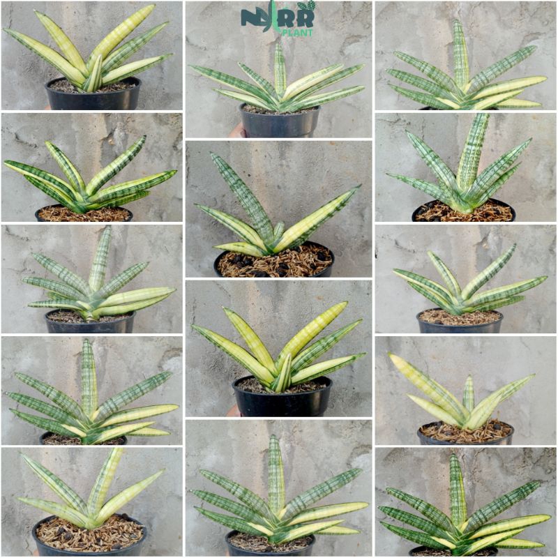 Sansivera boncel varigata