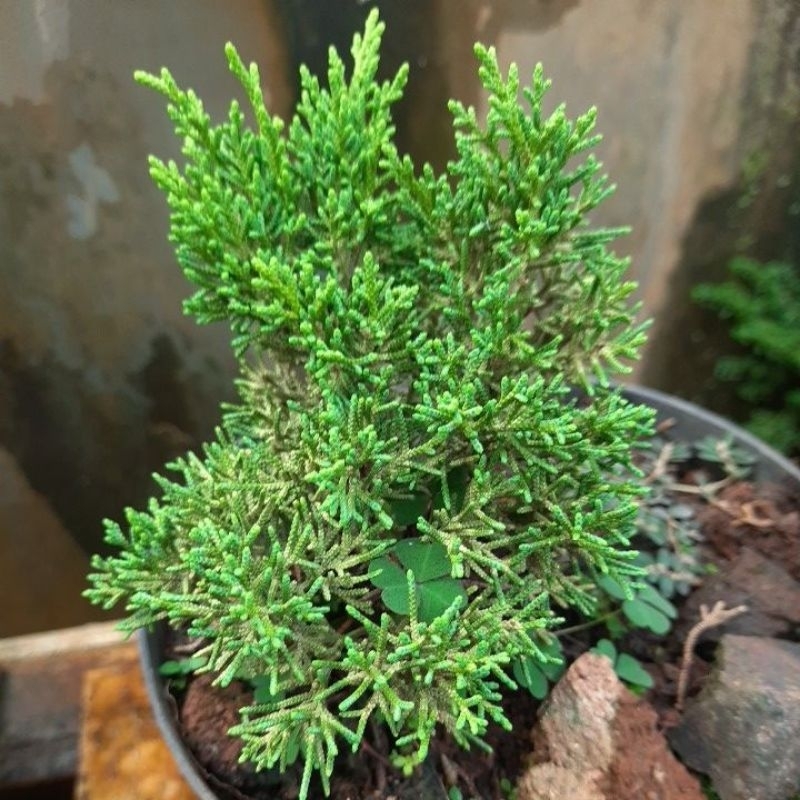 Cemara sargenti kishu (pingpong)