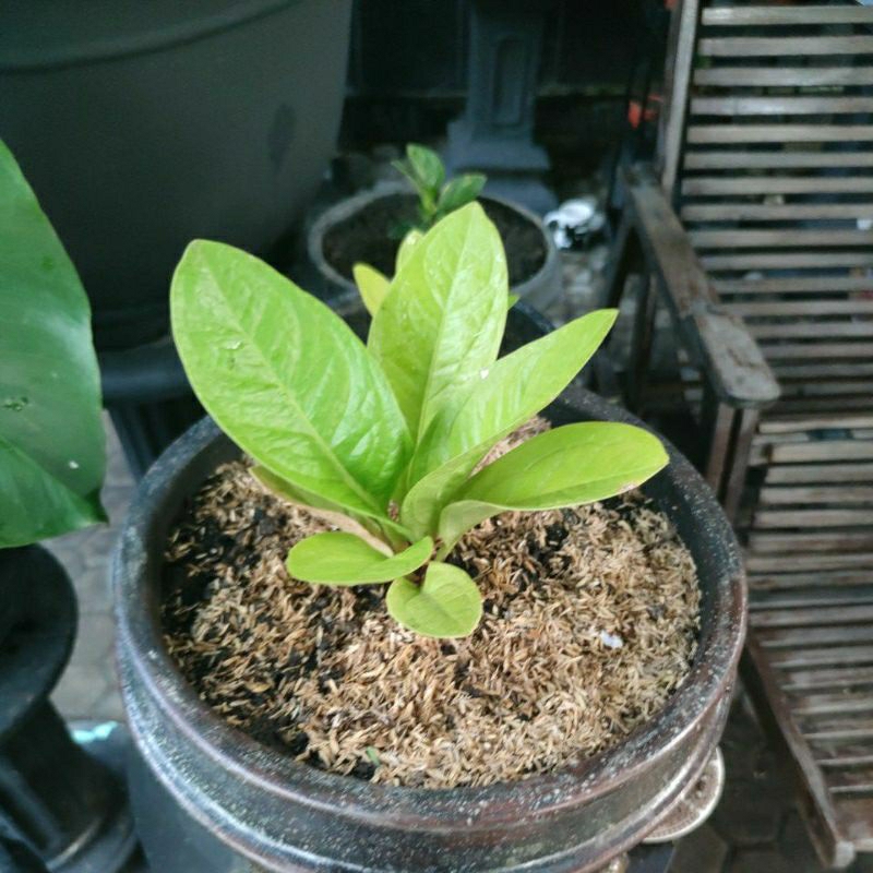 Jemani Golden Jaipong