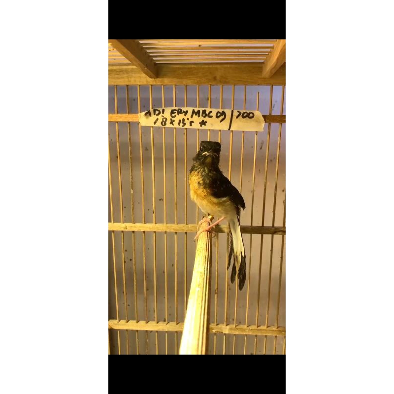 murai batu trotol jantan