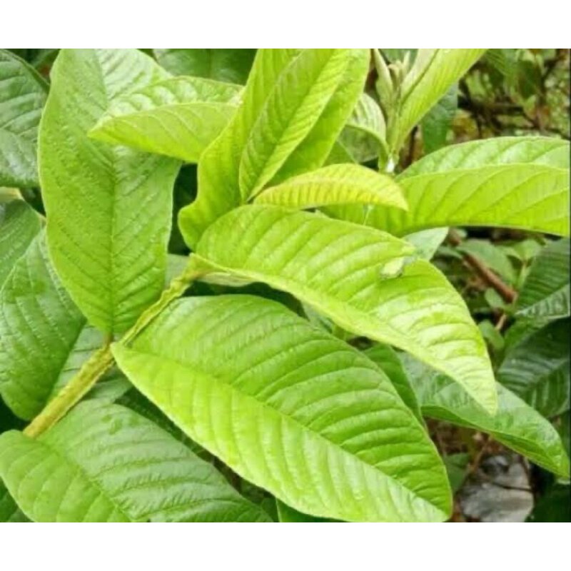 

Daun jambu biji fresh khusus pucuknya saja-az