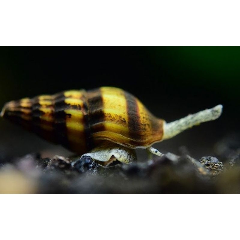 Assasin pembersih keong hama aquarium