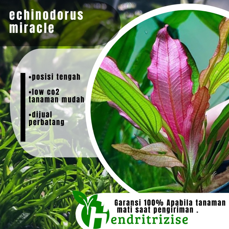 Echinodorus Miracle - Tanaman Aquascape - Tumbuhan Aquascape Akuarium - Tanaman Aquascape Tanpa Co2
