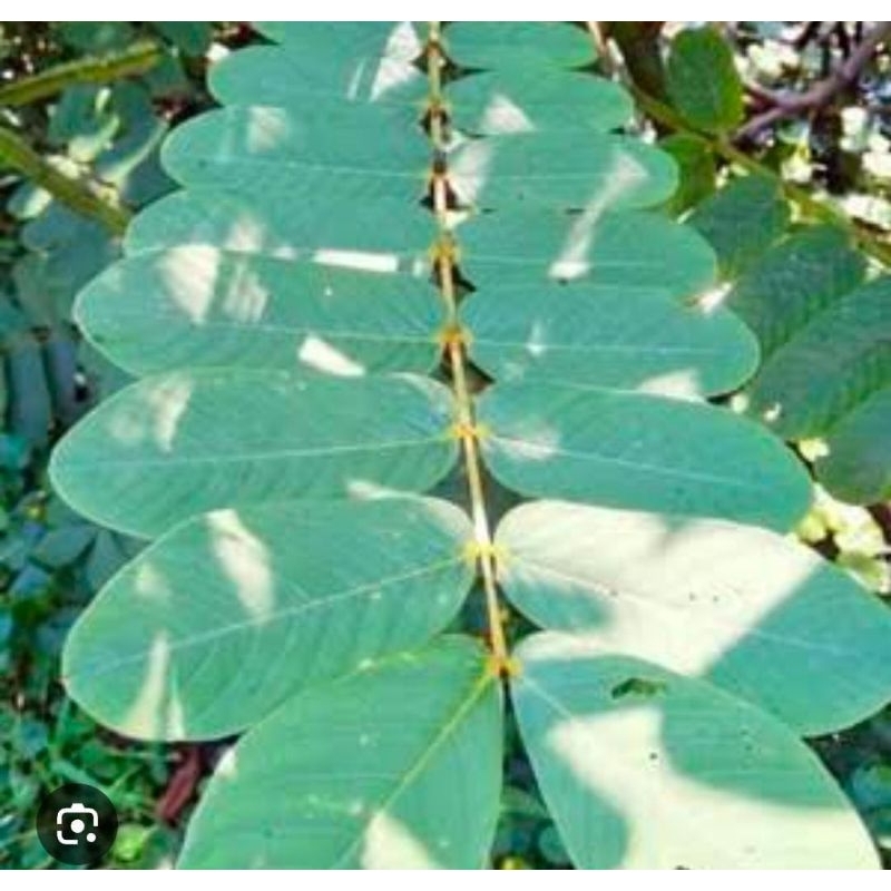 

Daun Ketepeng Cina Segar 250 Gram Segar Obat Herbal Kimanilan Murah