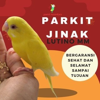 burung parrot parkit lutino mm jinak