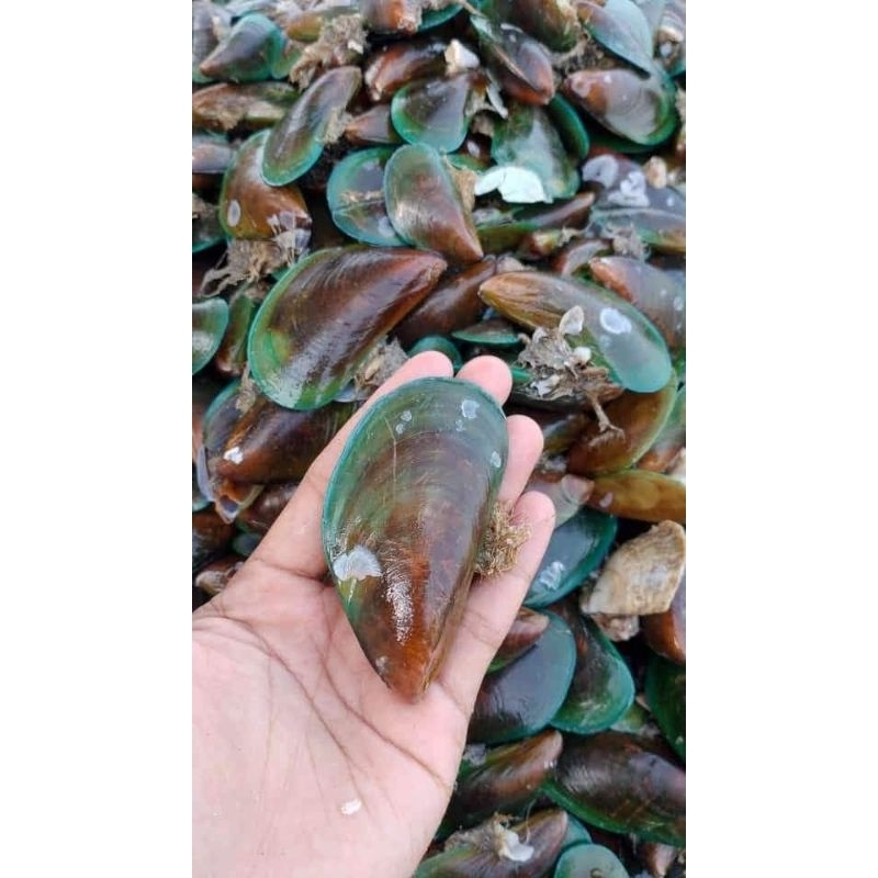 

kerang hijau fresh per 1 kg